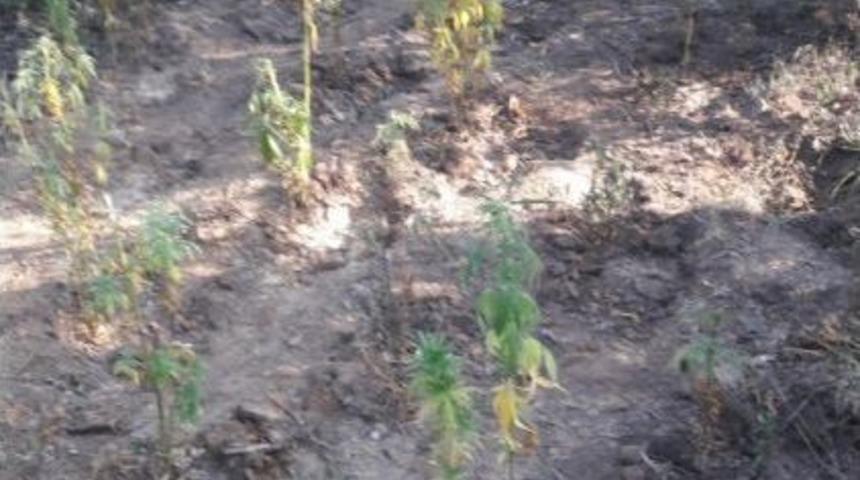 Manisa&rsquo;da Ormanlık Alanda Zehir Tarlası