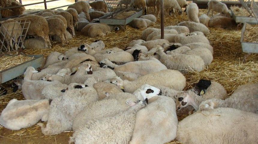 Aydın&rsquo;da Kurbanlıklara &lsquo;stres&rsquo; Tedbiri