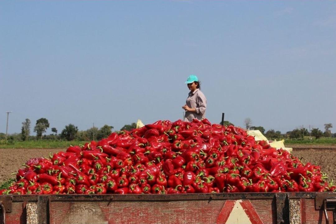 Meşhur Bafra Sal&ccedil;alık Kırmızıbiberde Hasat Zamanı