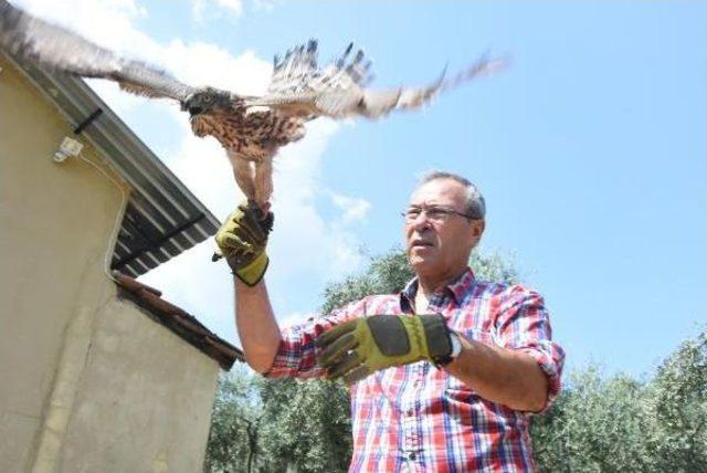 Tavuklarını Yiyen Şahini Yakaladı, 3 Gün Sonra Bıraktı