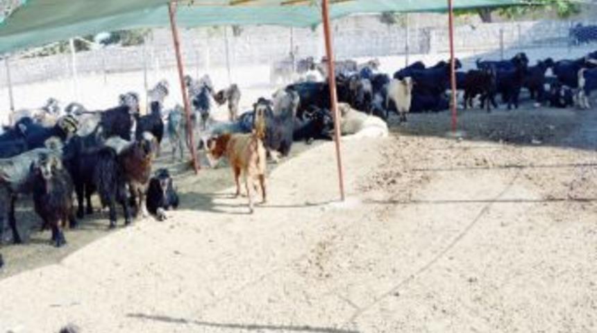 Besni&rsquo;de Kurbanlık Satışları Başladı