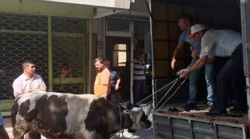 (&ouml;zel Haber) İstanbul&rsquo;da Ka&ccedil;an Boğa Dehşet Sa&ccedil;tı: 3 Yaralı