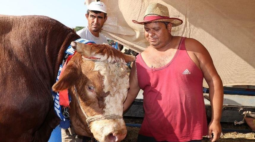 (&ouml;zel Haber) İzmir&rsquo;in En B&uuml;y&uuml;k Boğası &lsquo;ak&ccedil;aovalı&rsquo; Alıcısını Bekliyor