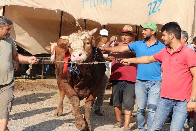 (özel Haber) İzmir’in En Büyük Boğası ‘akçaovalı’ Alıcısını Bekliyor