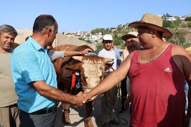 (özel Haber) İzmir’in En Büyük Boğası ‘akçaovalı’ Alıcısını Bekliyor