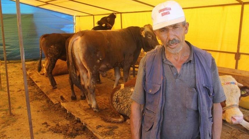 Yemde Uygulanan Vergi İndirimi Hayvan Fiyatlarını Yükseltti