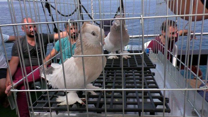 Güvercin Sevdası Denizlere Taştı G3