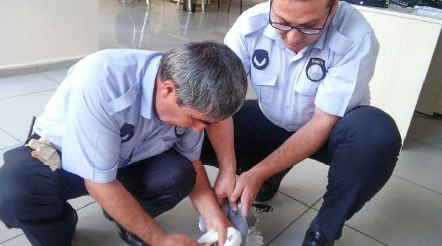 Gagasına Olta Takılan Martıya Zabıta Şefkati