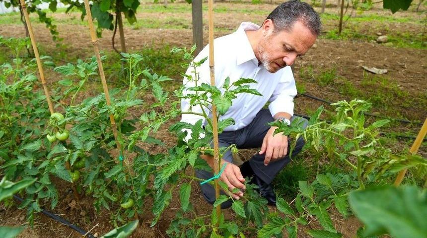 Ordu&rsquo;da Domates Gen Bankası Kuruluyor