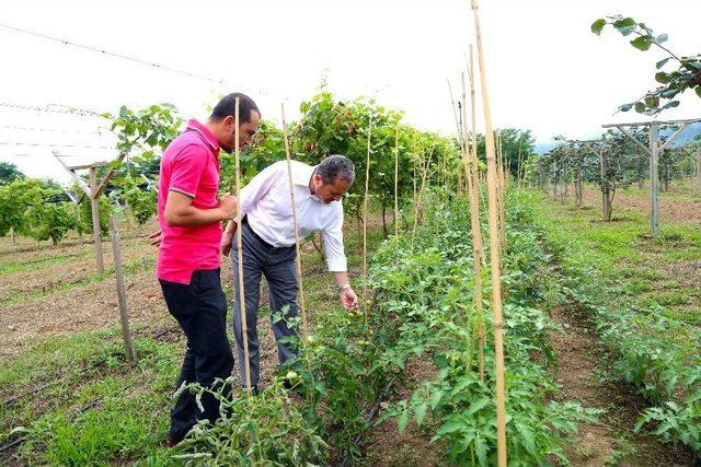 Ordu’da Domates Gen Bankası Kuruluyor