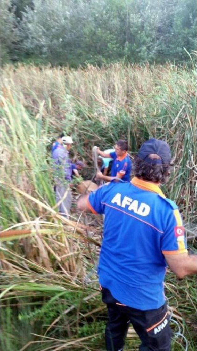 Bartın'da Çamura Saplanan Ineği Afad Kurtardı