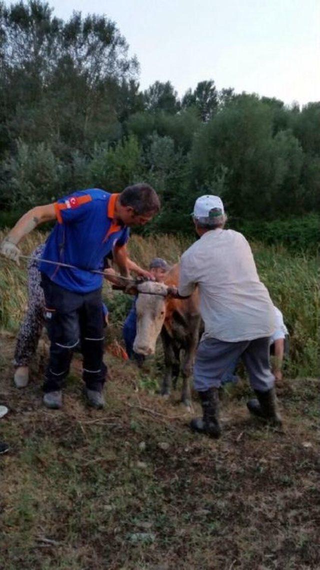 Bartın'da Çamura Saplanan Ineği Afad Kurtardı