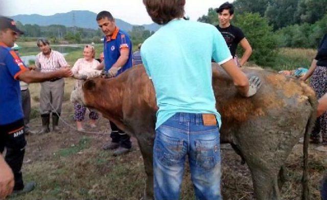 Bartın'da Çamura Saplanan Ineği Afad Kurtardı