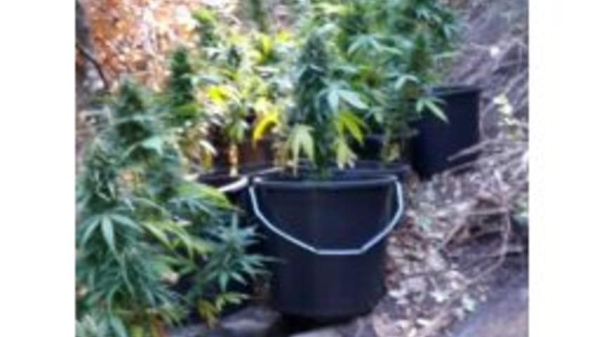 Burhaniye&rsquo;de Uyuşturucu Taciri Tutuklandı