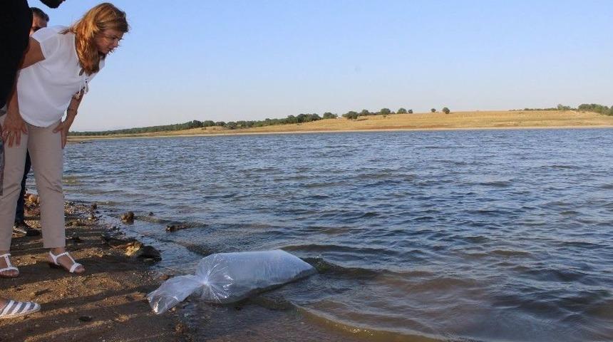 G&ouml;letlere 33 Bin Yavru Sazanlar Bırakıldı