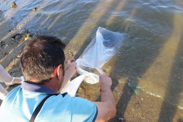 Göletlere 33 Bin Yavru Sazanlar Bırakıldı