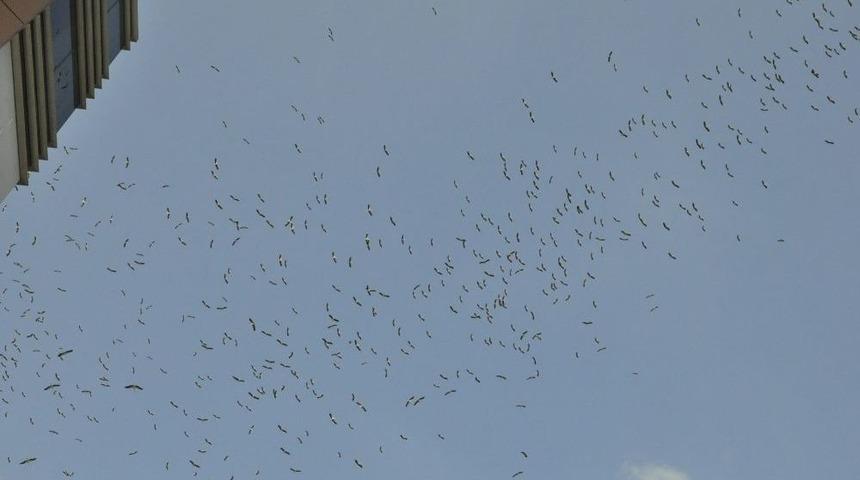 Leylekler G&ouml;&ccedil; Yolunda Hatay Semalarında