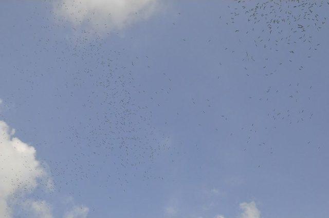 Leylekler Göç Yolunda Hatay Semalarında 1