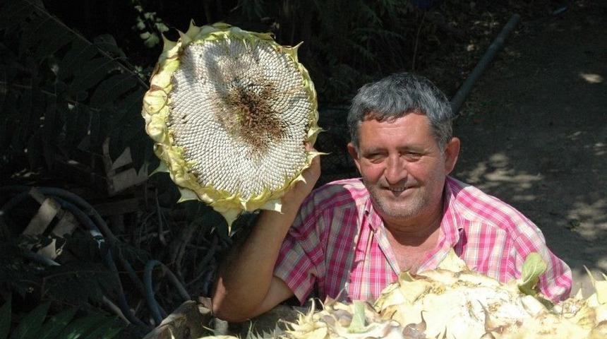 Ay&ccedil;i&ccedil;eğinde Fiyat G&uuml;ld&uuml;rd&uuml;, Rekolte &Uuml;zd&uuml;