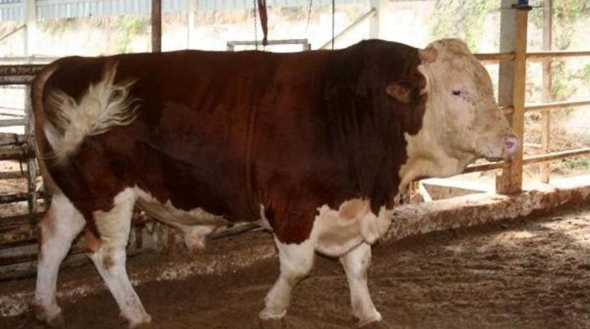 'şampiyon'u 35 Bin Liraya Satışa &Ccedil;ıkardı