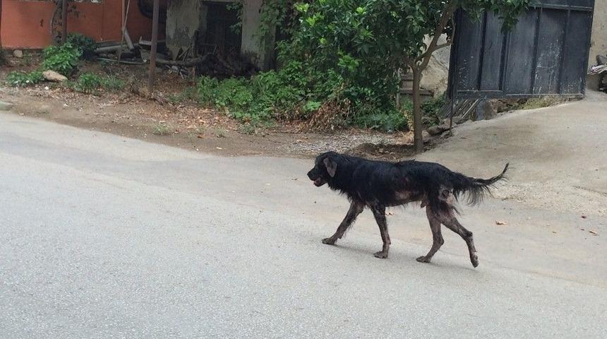 Boyalıcı&rsquo;yı Uyuz K&ouml;pekler İstila Etti