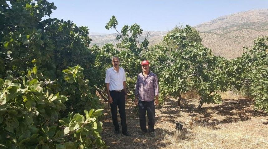 Melengi&ccedil; Ağa&ccedil;ları &Uuml;r&uuml;n Vermeye Başladı