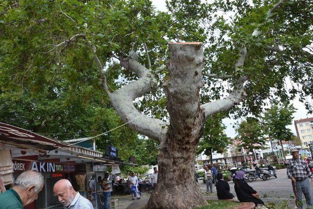 150 Yıllık Çınar Fırtınada Yıkıldı, İş Merkezinin 6. Katını Su Bastı