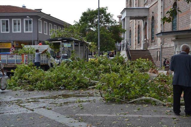 150 Yıllık Çınar Fırtınada Yıkıldı, İş Merkezinin 6. Katını Su Bastı