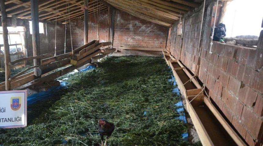 Ahırda 200 Kilo Esrar Ele Geçirildi