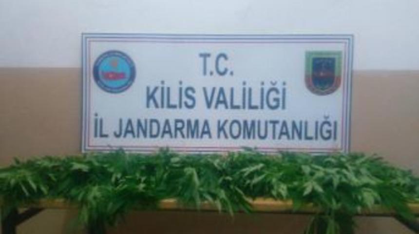 Kilis'te 580 K&ouml;k Hintkeneviri Ele Ge&ccedil;ti