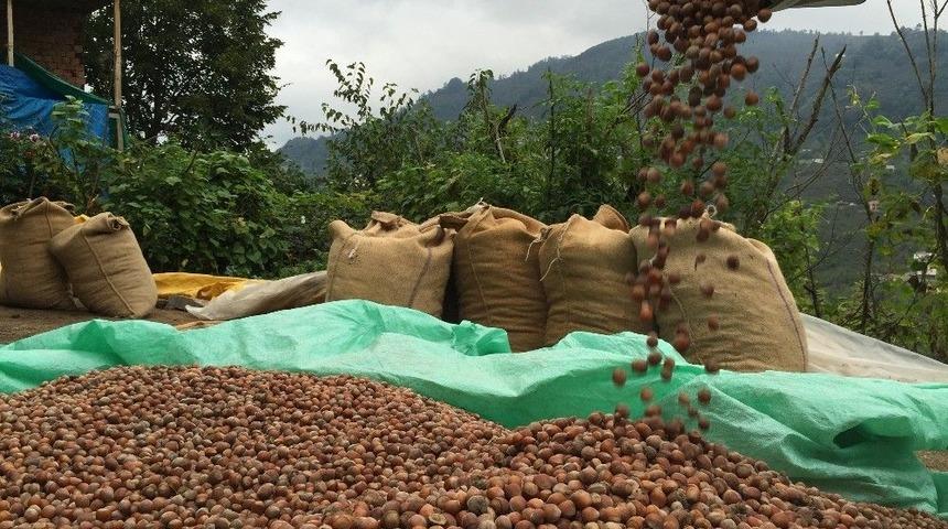 Ordu Serbest Piyasada Fındık 8,5 Lira