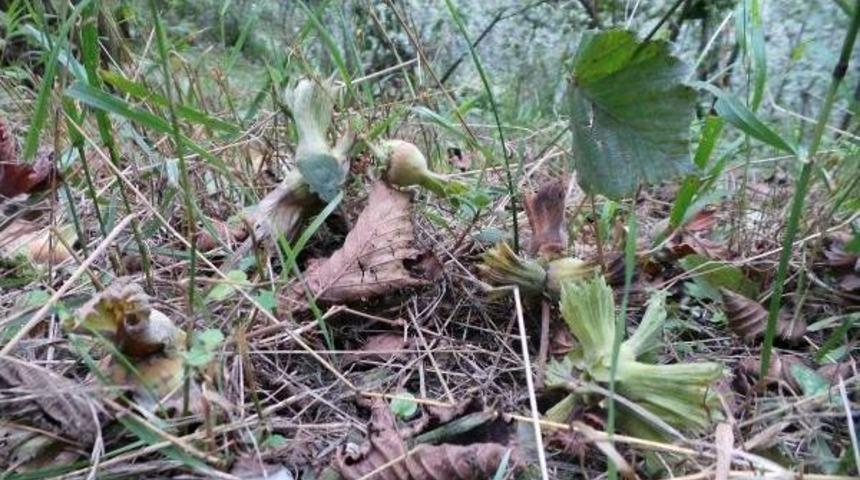Fındık &Uuml;reticisine Serbest Piyasa Şoku