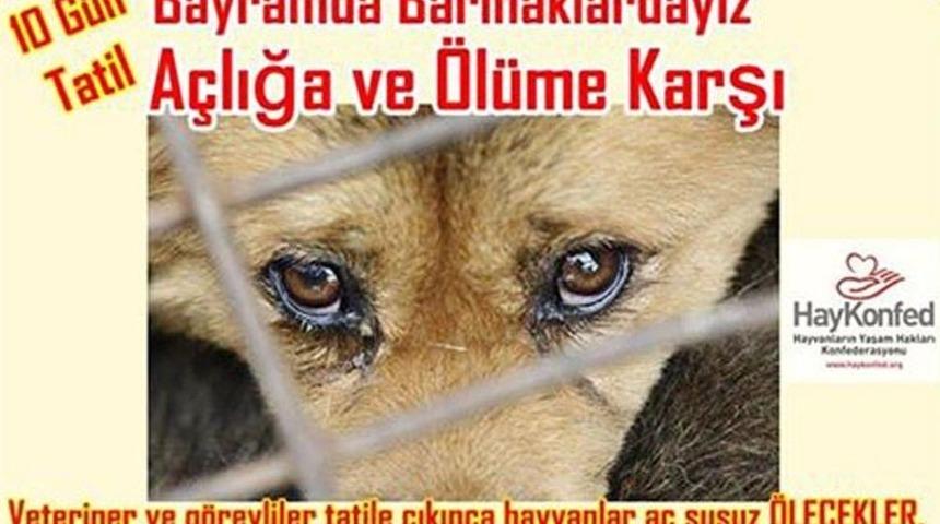 10 G&uuml;nl&uuml;k Tatilde Hayvanlar &Ouml;lmesin