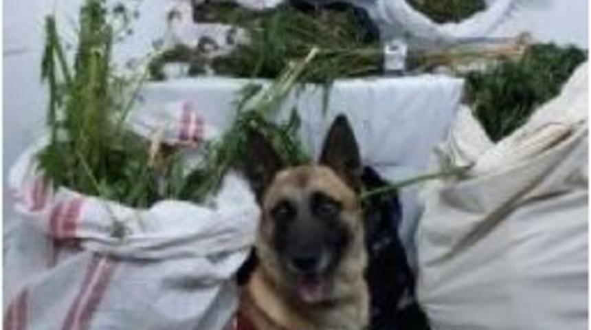 10.5 Kilo Esrarı Narkotik K&ouml;peği &lsquo;Atak&rsquo; Buldu