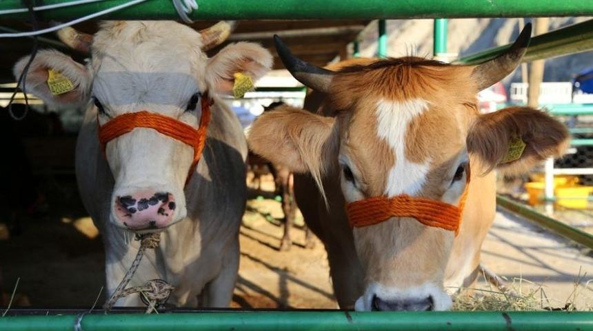 Artvin&rsquo;de Kurbanlıklar Pazara İndi, Fiyatlar Alıcıları Tedirgin Etti