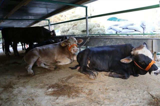 Artvin’de Kurbanlıklar Pazara İndi, Fiyatlar Alıcıları Tedirgin Etti