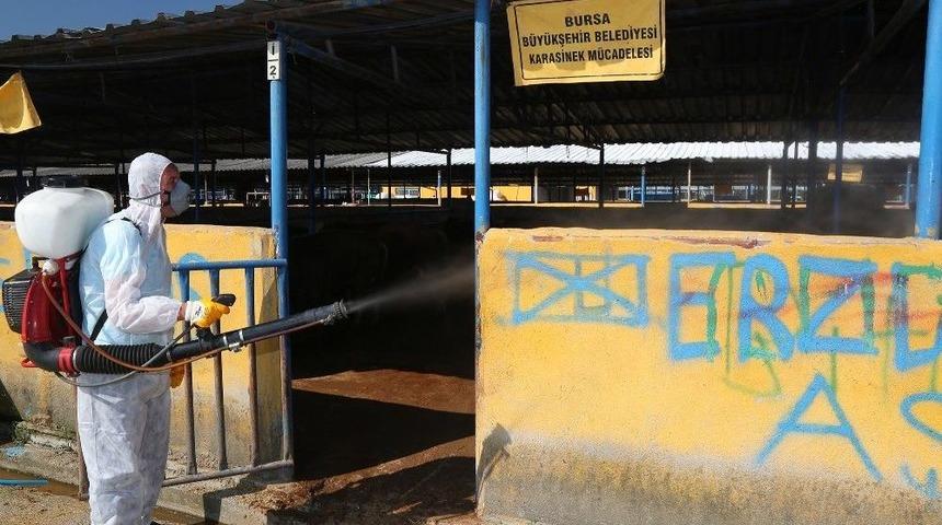 Kurban Pazarlarında Sinekle M&uuml;cadele