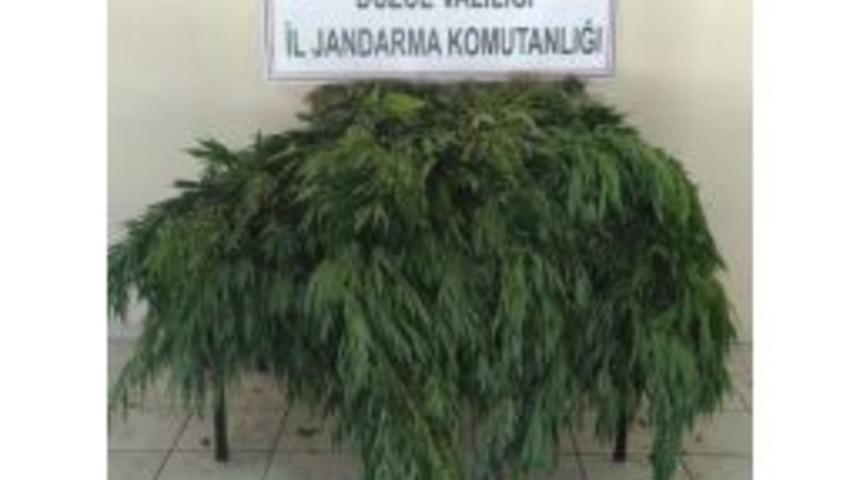 Düzce’de 265 Kök Hint Keneviri Ele Geçirildi