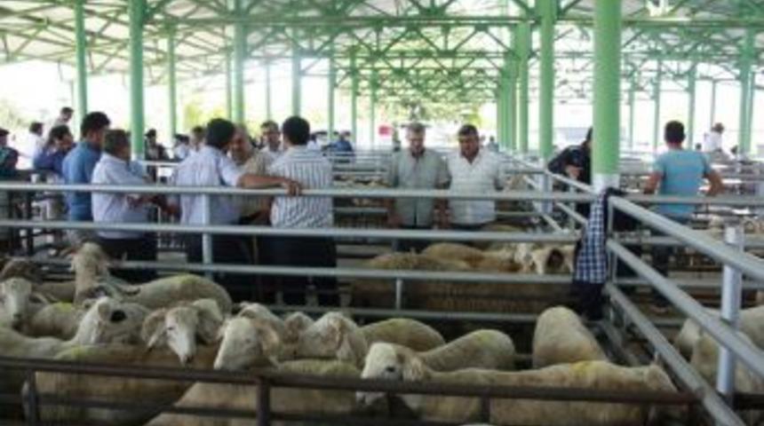 Uşak&rsquo;ta Kurban Satış Ve Kesim Yerleri A&ccedil;ıklandı