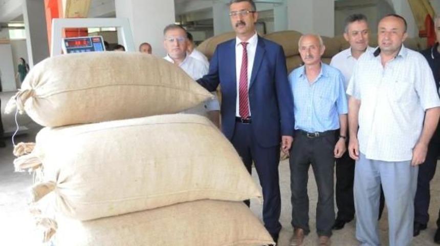 Fiskobirlik Tüm Fındığa Talip