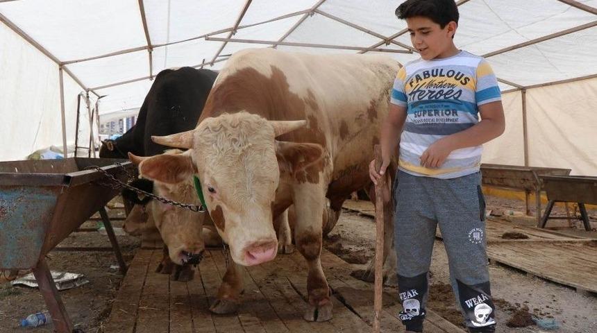 Kurban Satıcıları Hafta Sonunu Bekliyor