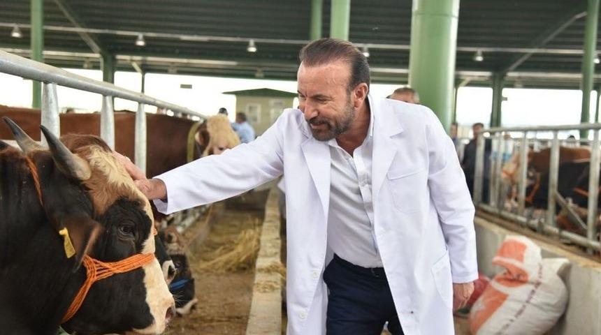 Başkan Doğan Hayvan Pazarında İncelemelerde Bulundu