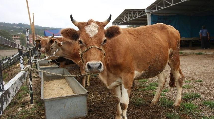 Ordu&rsquo;da Kurban Bayramı Hazırlıkları