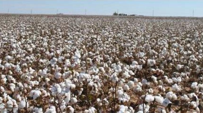 Pamuk &Uuml;reticisi 3 Liranın Altında Fiyat Istemiyor