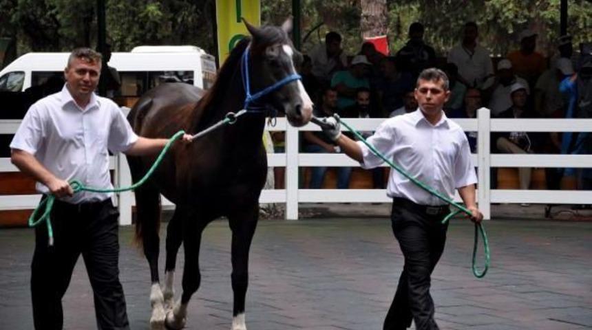 Arap Tayları Otomobil Fiyatına Satıldı