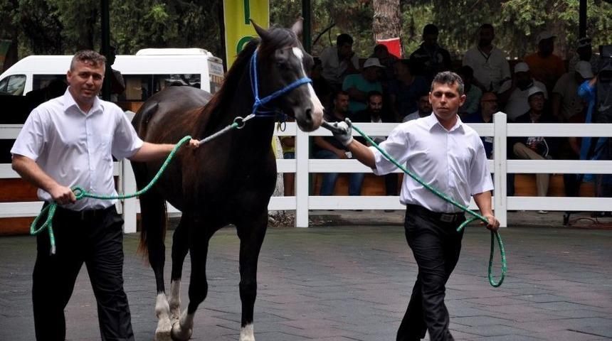 Ev Fiyatına Taylar Kapışıldı