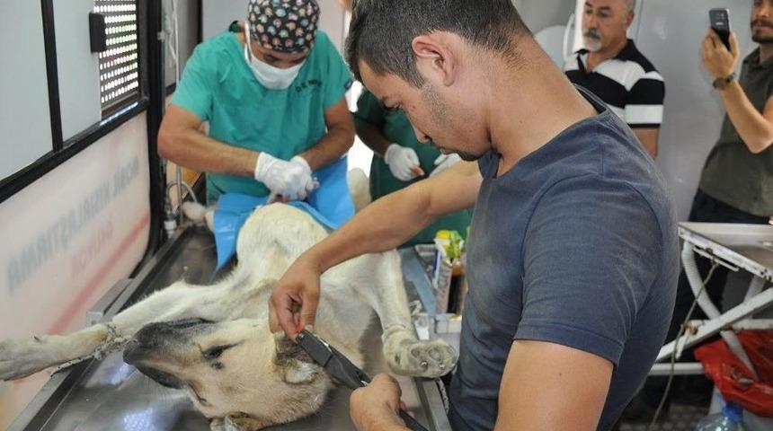 Yüksekova’da Başıboş Sokak Köpekleri Kısırlaştırılıyor