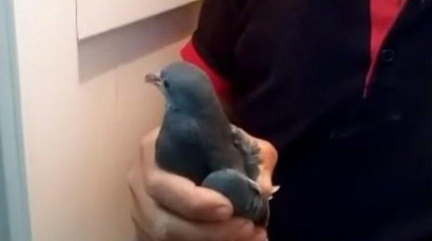 Havalandırma Boşluğunu D&uuml;şen Kumru Kurtarıldı