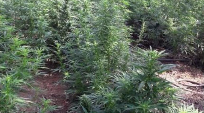 Manisa&rsquo;da Jandarmadan Hint Keneviri Operasyonu