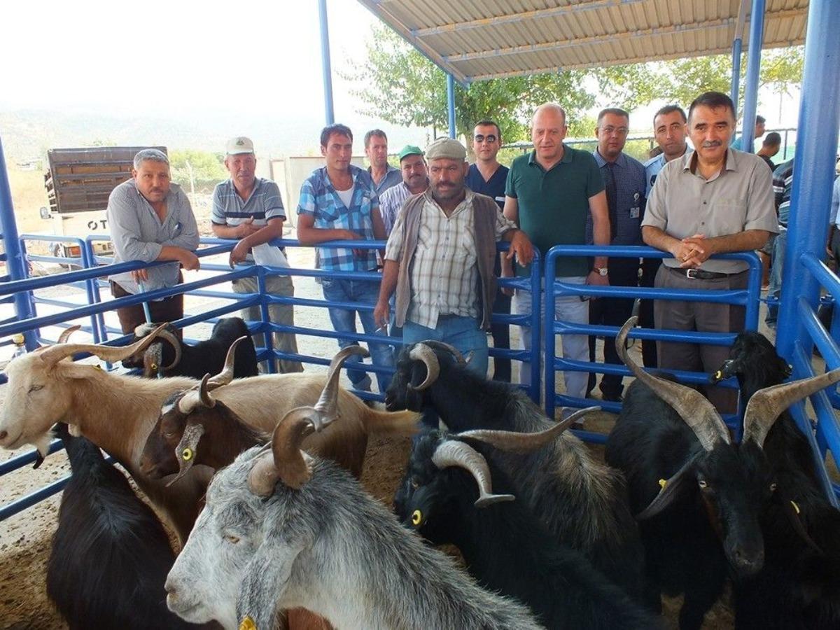 Milas&rsquo;ta Kurbanlık Satışları Başladı